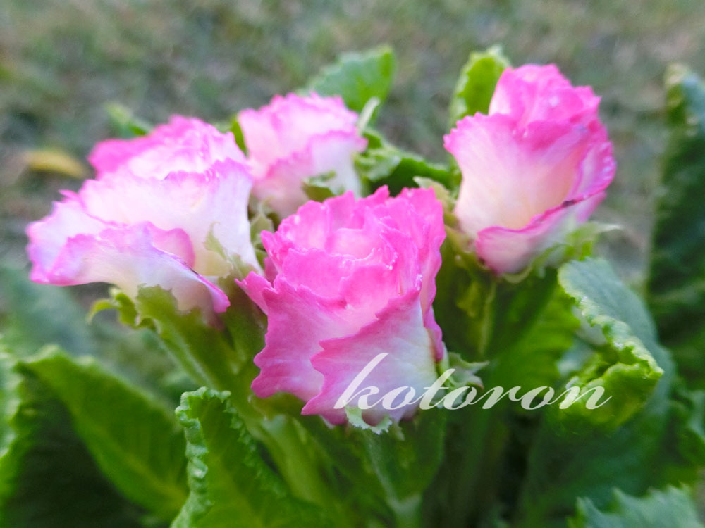 バラ咲きジュリアンを植えました Kotoron Comfortable Life 心地よい暮らしのために