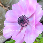 アネモネ・ポルトを植えました