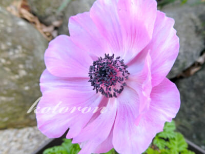 アネモネ・ポルトを植えました