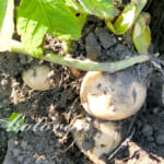 秋ジャガイモの初収穫(ニシユタカ)