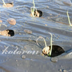 玉ねぎの苗を穴開きマルチに植えました