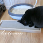 おすすめ！カインズ猫グッズ「爪とぎ+ケース」ペッツワン