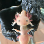 トイレでウーパールーパー飼い始めました