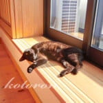 猫のうんち臭がコレで激減！処理が快適に♪