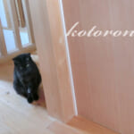 猫の侵入防止・引き戸(スライドドア)を開けられないように