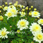 現在の庭のお花達 2021年4月