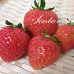 苺(とちおとめ)を家庭菜園で露地栽培・3年目で成功！