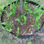 移植したミョウガが元気に芽を出しました