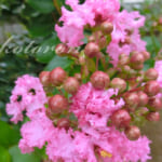 庭のお花達（2021年6月)