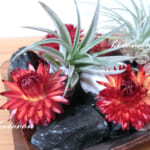 コロロのドライフラワーは簡単可愛い♪