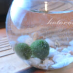 かわいいマリモ、育て始めました♪