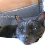 猫とろける◆ペット用ヒーターでぬくぬく冬を超す◆ねこのこたつ